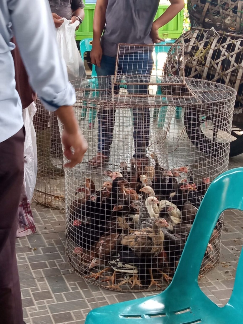 Program Ketahanan Pangan Ternak Ayam Kampung
