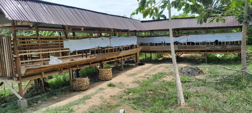 Usaha Penggemukan Kambing
